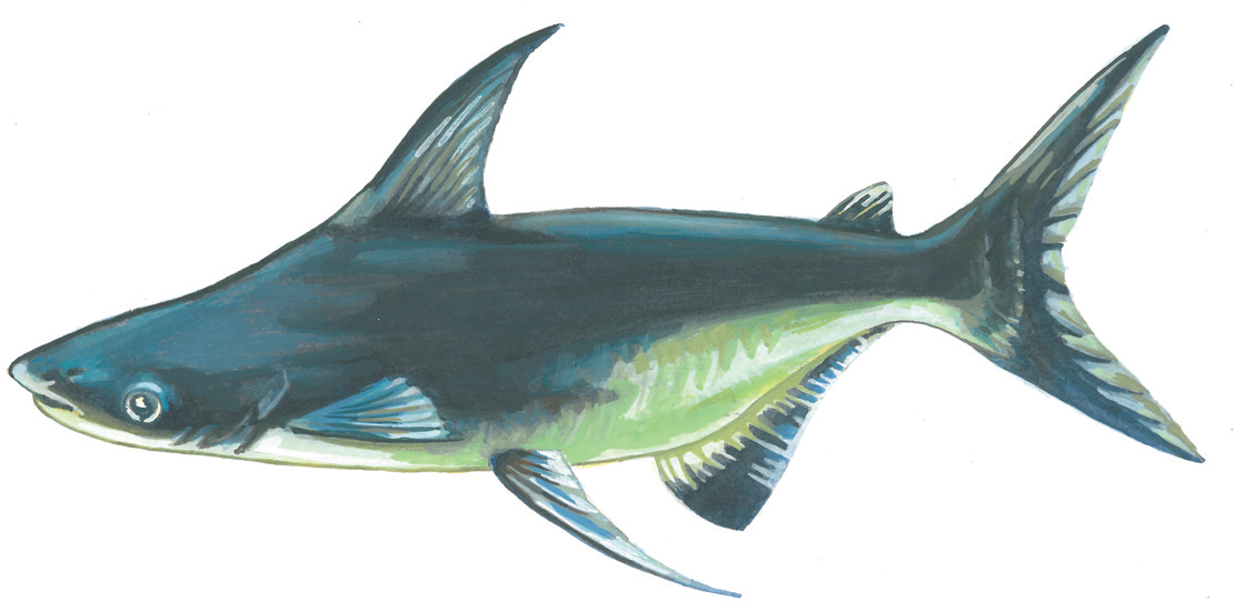 Pangasius - milyen hal, fotó, hogy mit eszik, hol él, mint amilyennek látszik, vélemények